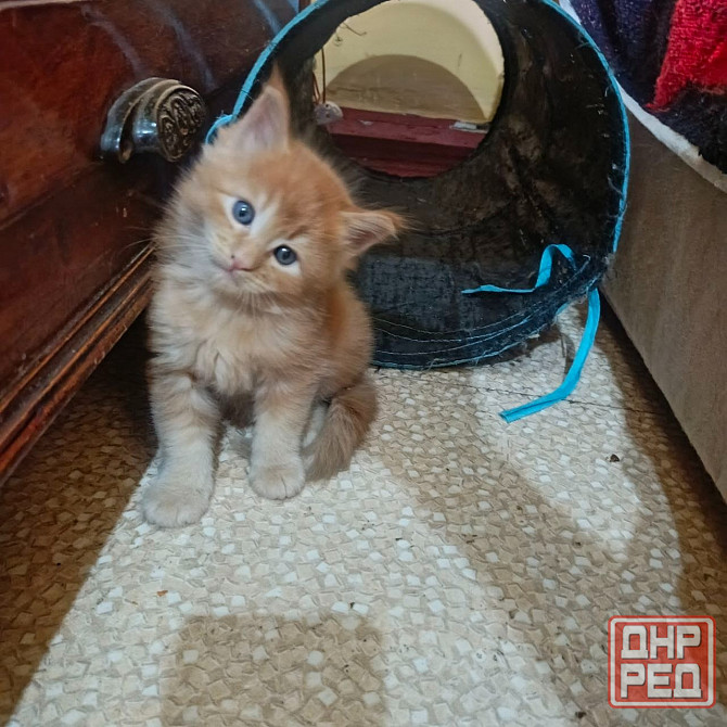 Котята мейн-кун Макеевка - изображение 6