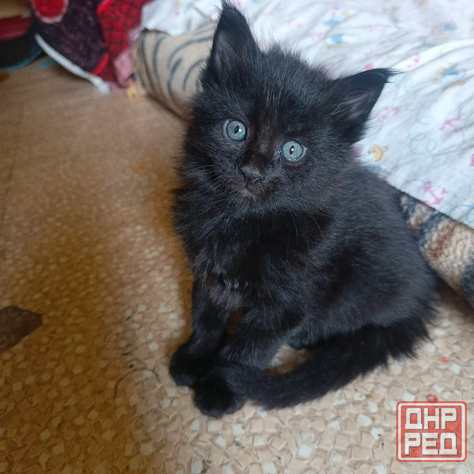 Котята мейн-кун Макеевка - изображение 3