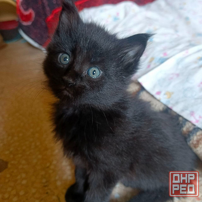 Котята мейн-кун Макеевка - изображение 5