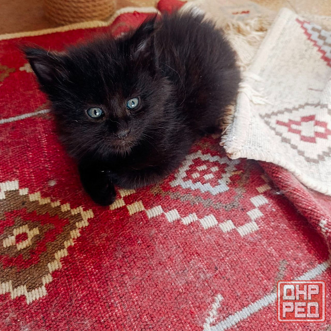 Котята мейн-кун Макеевка - изображение 4