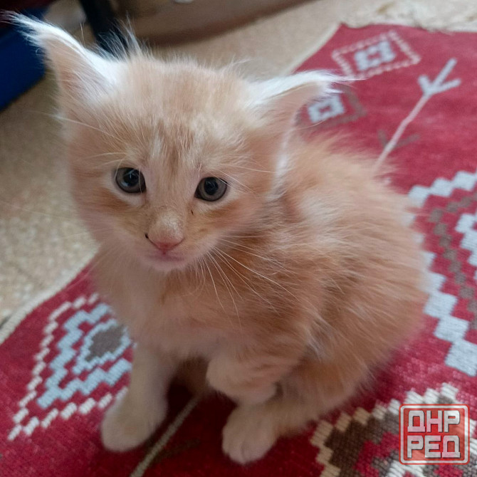 Котята мейн-кун Макеевка - изображение 1