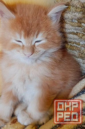 Котята мейн-кун Макеевка - изображение 7