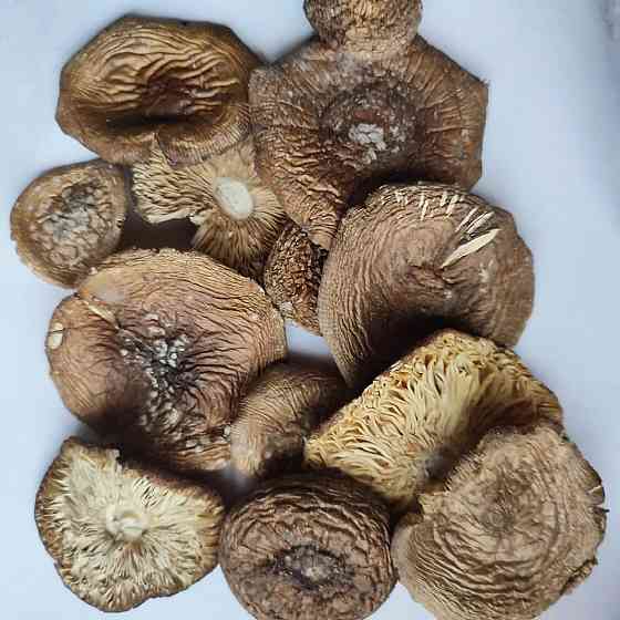 Мухомор пантерный Макеевка