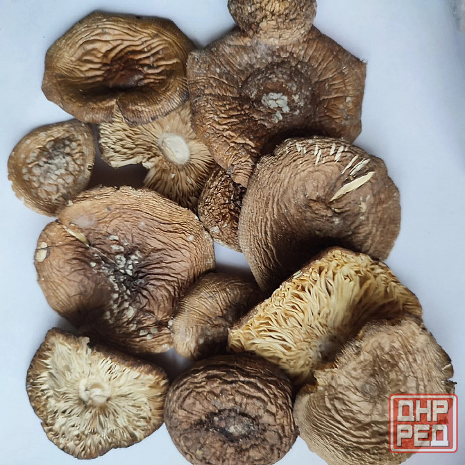 Мухомор пантерный Макеевка - изображение 1