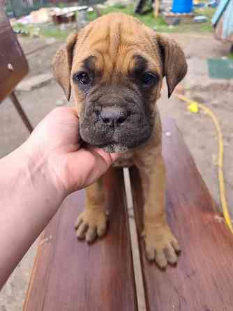 Продам щенков Макеевка