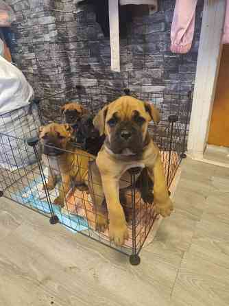 Продам щенков Макеевка