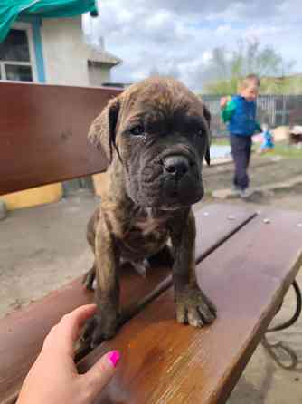 Продам щенков Макеевка