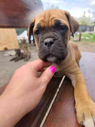 Продам щенков Макеевка