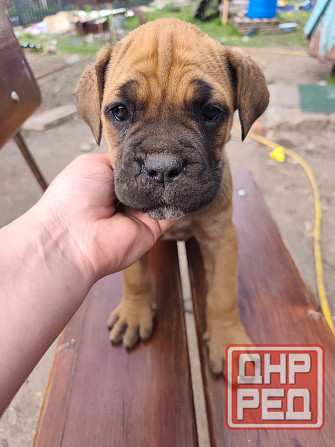 Продам щенков Макеевка - изображение 3