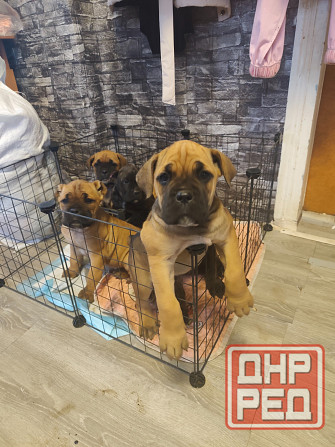 Продам щенков Макеевка - изображение 1