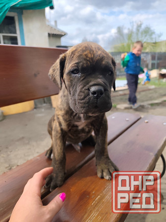 Продам щенков Макеевка - изображение 2