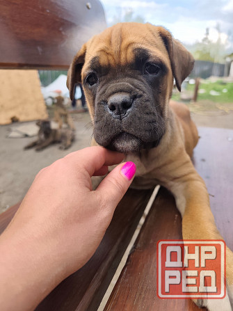 Продам щенков Макеевка - изображение 4