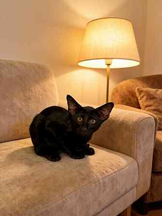 Ориентальный котенок Донецк