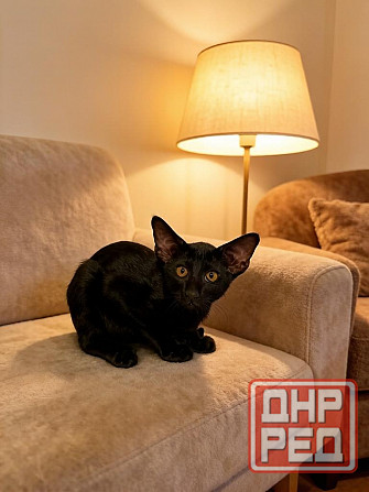 Ориентальный котенок Донецк - изображение 1