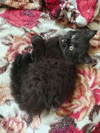 Котик ищет дом и заботливые руки Донецк