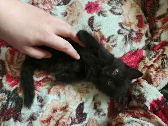 Котик ищет дом и заботливые руки Донецк