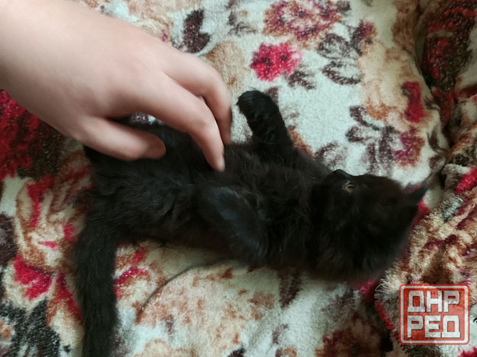 Котик ищет дом и заботливые руки Донецк - изображение 2