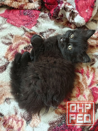 Котик ищет дом и заботливые руки Донецк - изображение 3