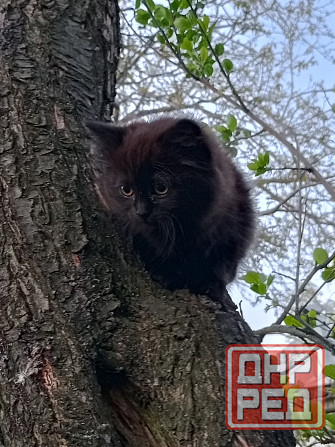 Кошечка ищет дом и заботливые руки Донецк - изображение 5