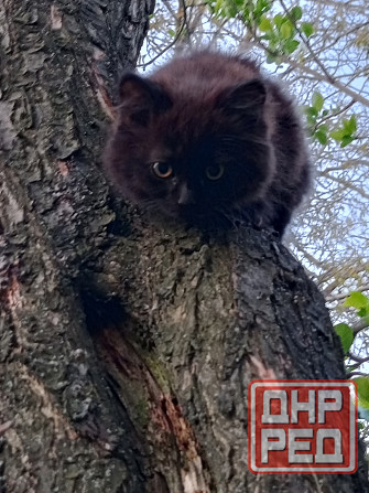 Кошечка ищет дом и заботливые руки Донецк - изображение 6