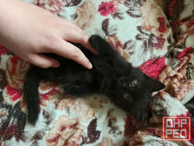Котик ищет дом и заботливые руки Донецк - изображение 1