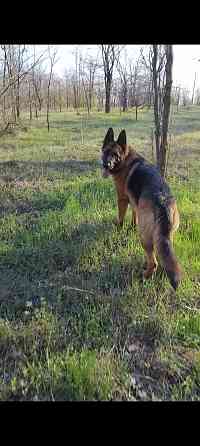 Щенки немецкой овчарки Мариуполь