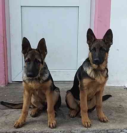 Щенки немецкой овчарки Мариуполь