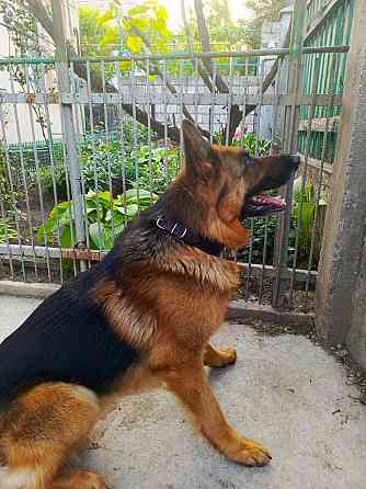 Щенки немецкой овчарки Мариуполь