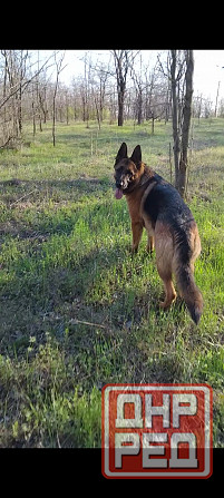 Щенки немецкой овчарки Мариуполь - изображение 3