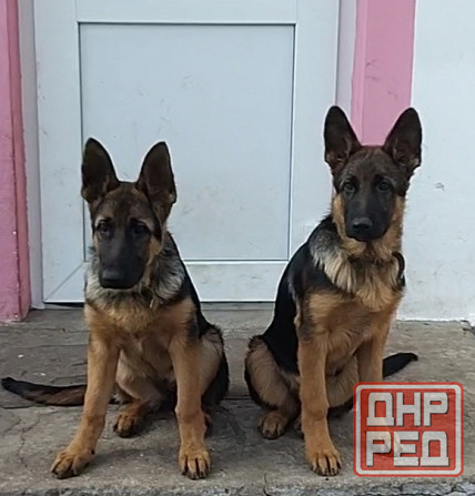 Щенки немецкой овчарки Мариуполь - изображение 1
