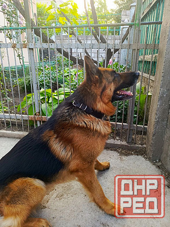 Щенки немецкой овчарки Мариуполь - изображение 2