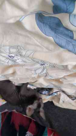 Девочка Сфинкс Донецк