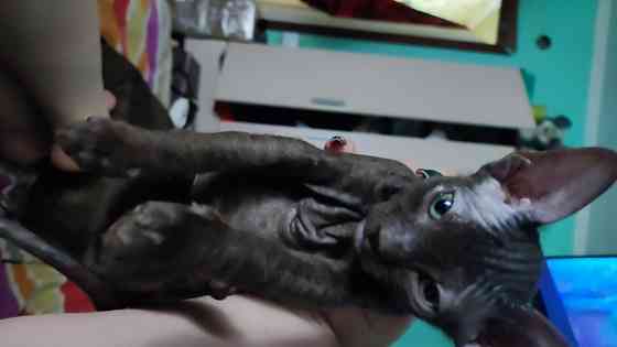 Девочка Сфинкс Донецк