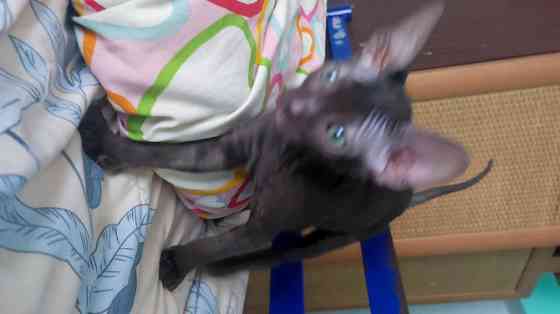 Девочка Сфинкс Донецк