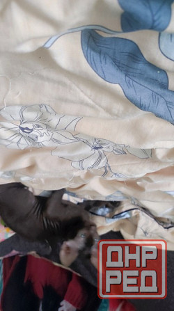 Девочка Сфинкс Донецк - изображение 2