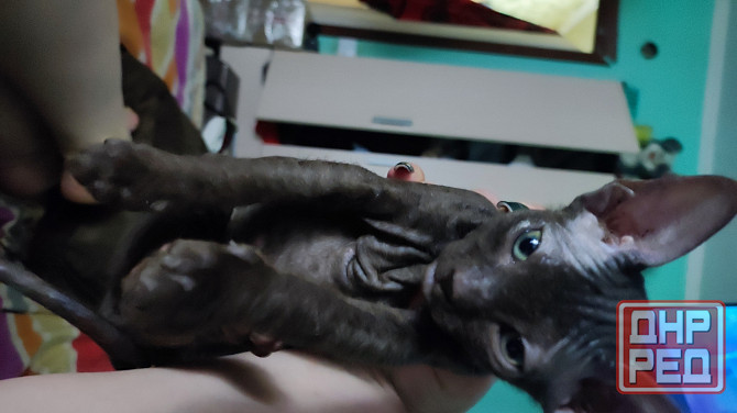 Девочка Сфинкс Донецк - изображение 1