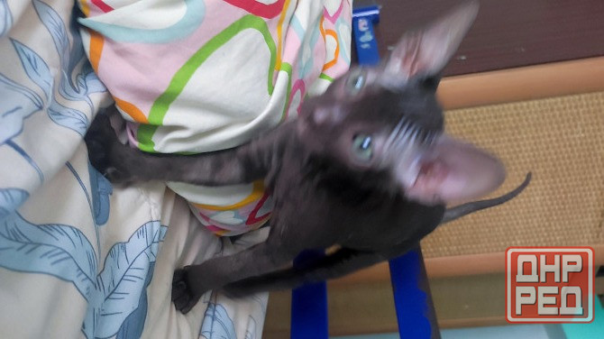 Девочка Сфинкс Донецк - изображение 3