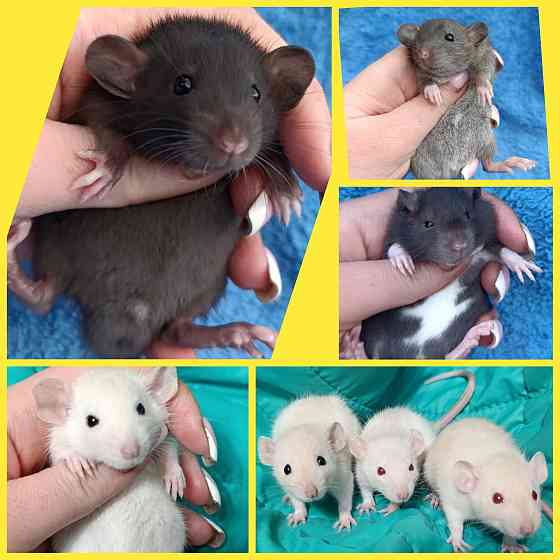 Дамбо крысята Донецк