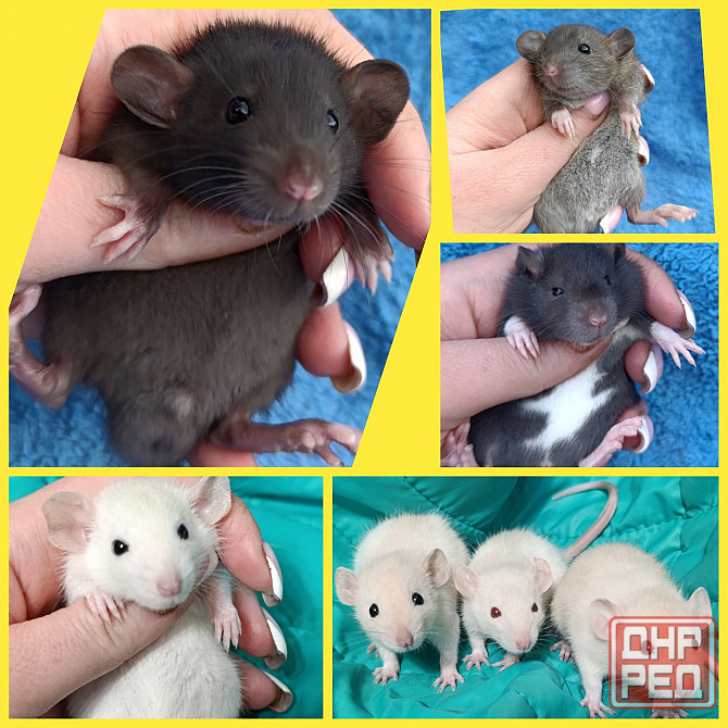 Дамбо крысята Донецк - изображение 1