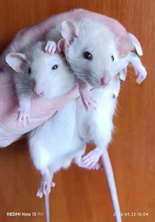 Девочки Дамбо Макеевка