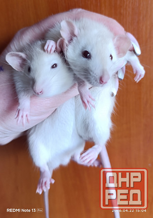 Девочки Дамбо Макеевка - изображение 1