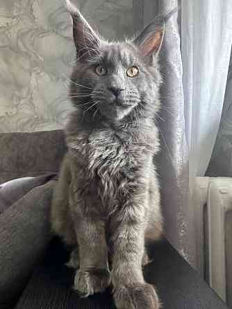 Мейн Кун Донецк