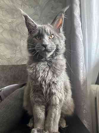 Мейн Кун Донецк