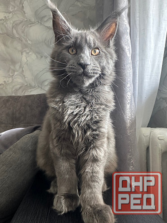 Мейн Кун Донецк - изображение 2