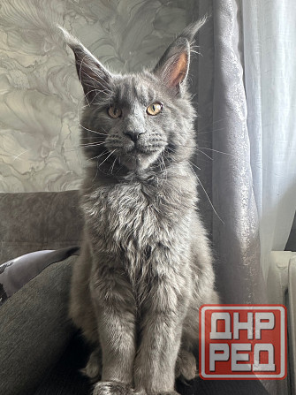 Мейн Кун Донецк - изображение 3