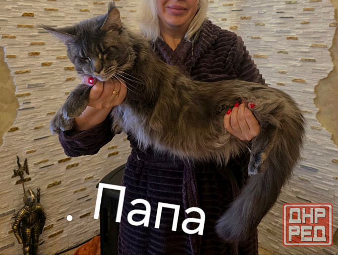 Мейн Кун Донецк - изображение 4