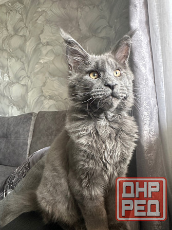 Мейн Кун Донецк - изображение 1