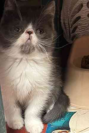 Продам Макеевка