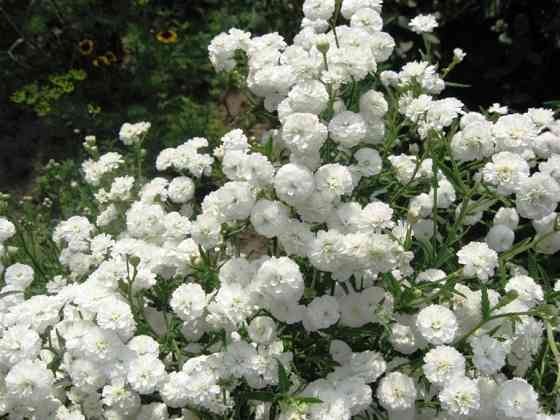 Ахиллея птармика Жемчужина многолетник Донецк