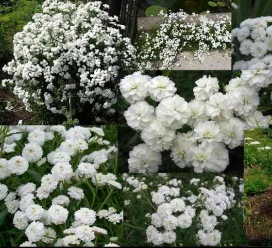 Ахиллея птармика Жемчужина многолетник Донецк